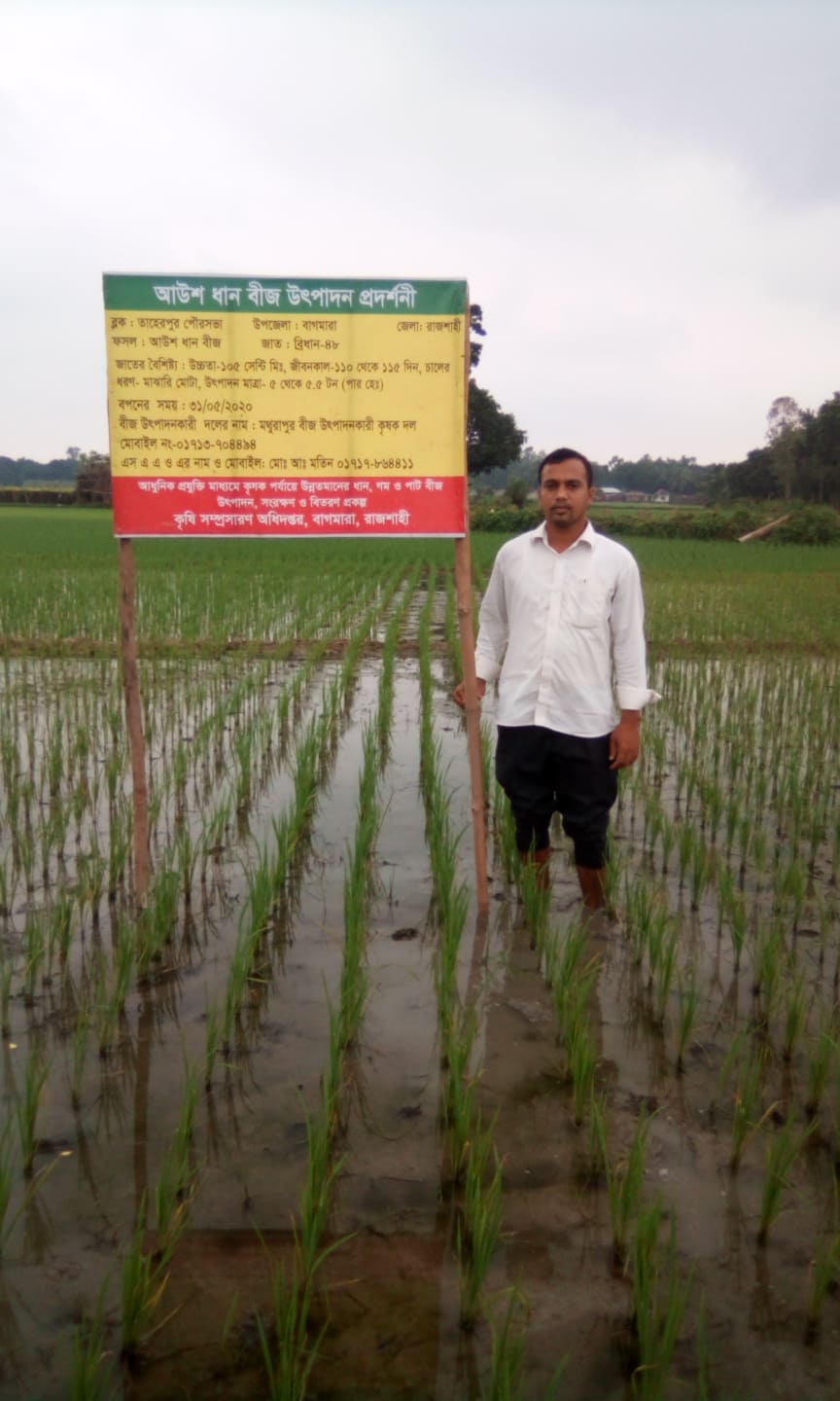 আমন ‍ আউশ 