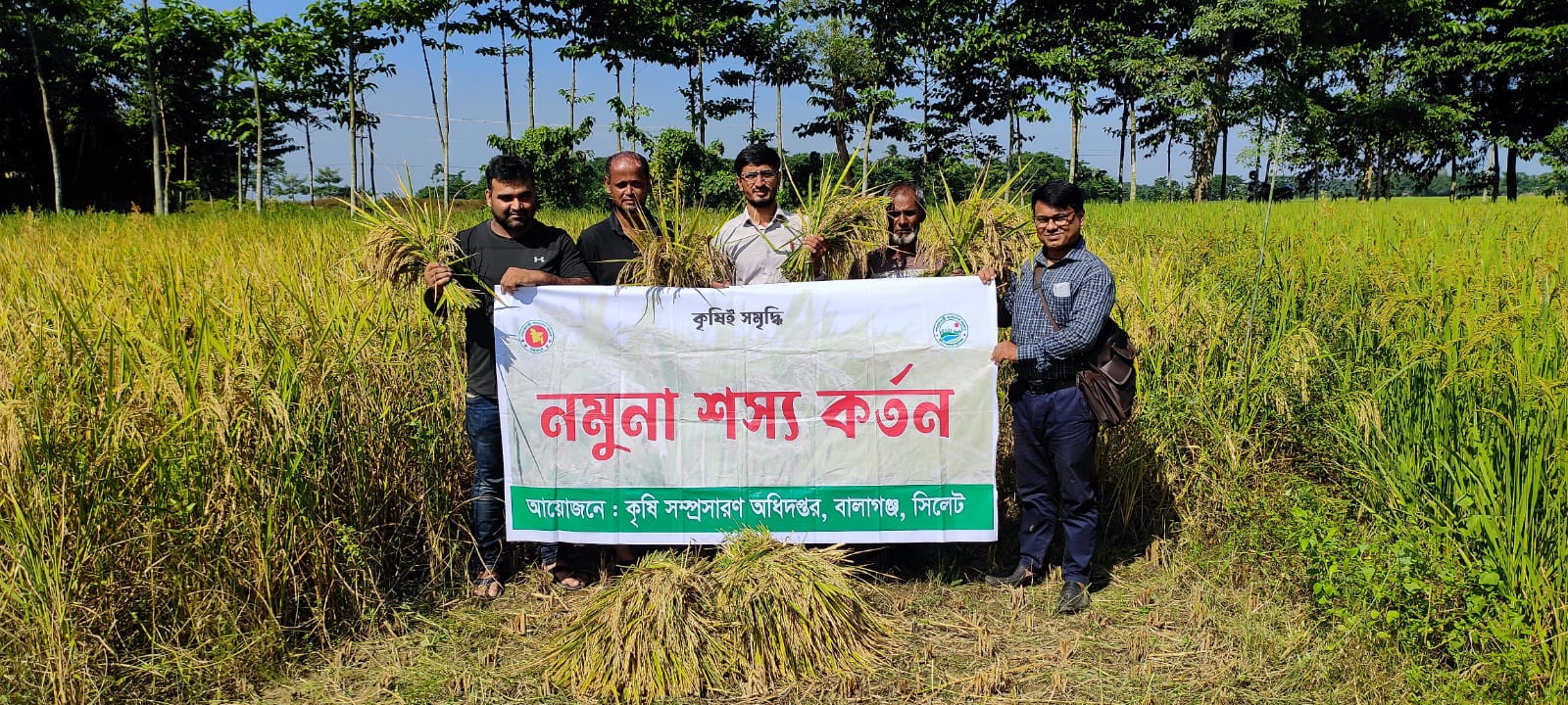 রোপা আমন ধানের শস্য কর্তন