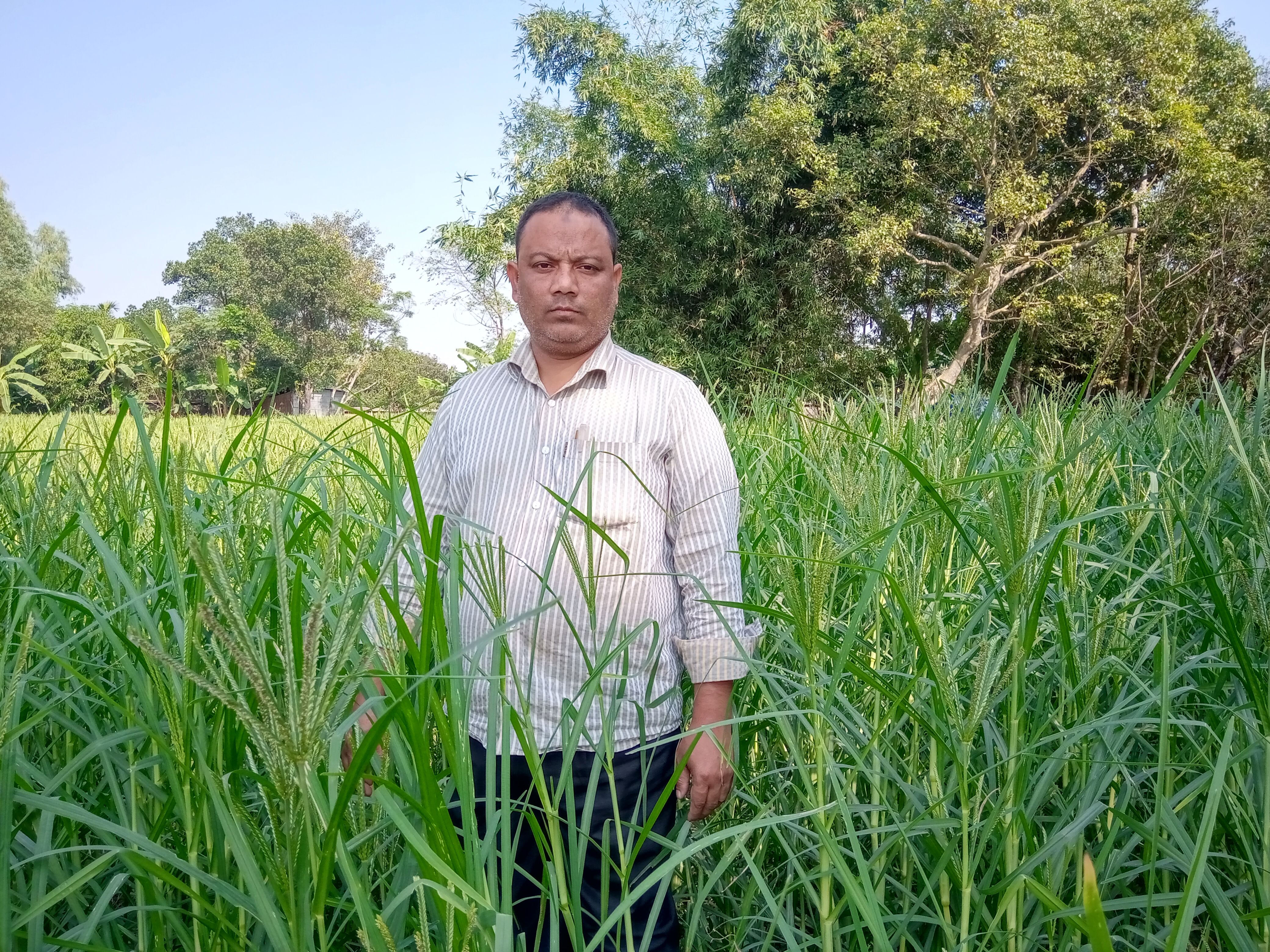 বিলুপ্ত প্রায় ফসল মারুয়া