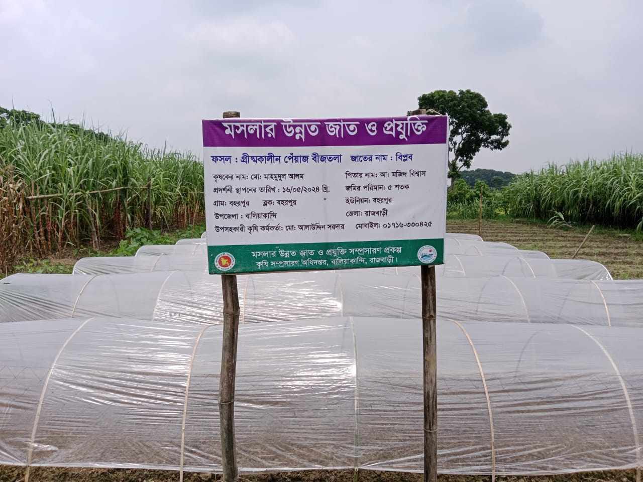 মসলার উন্নত জাত ও প্রযুক্তি সম্প্রসারণ প্রকল্পের গ্রীষ্মকালীন পেঁয়াজের বীজতলা প্রদর্শনী