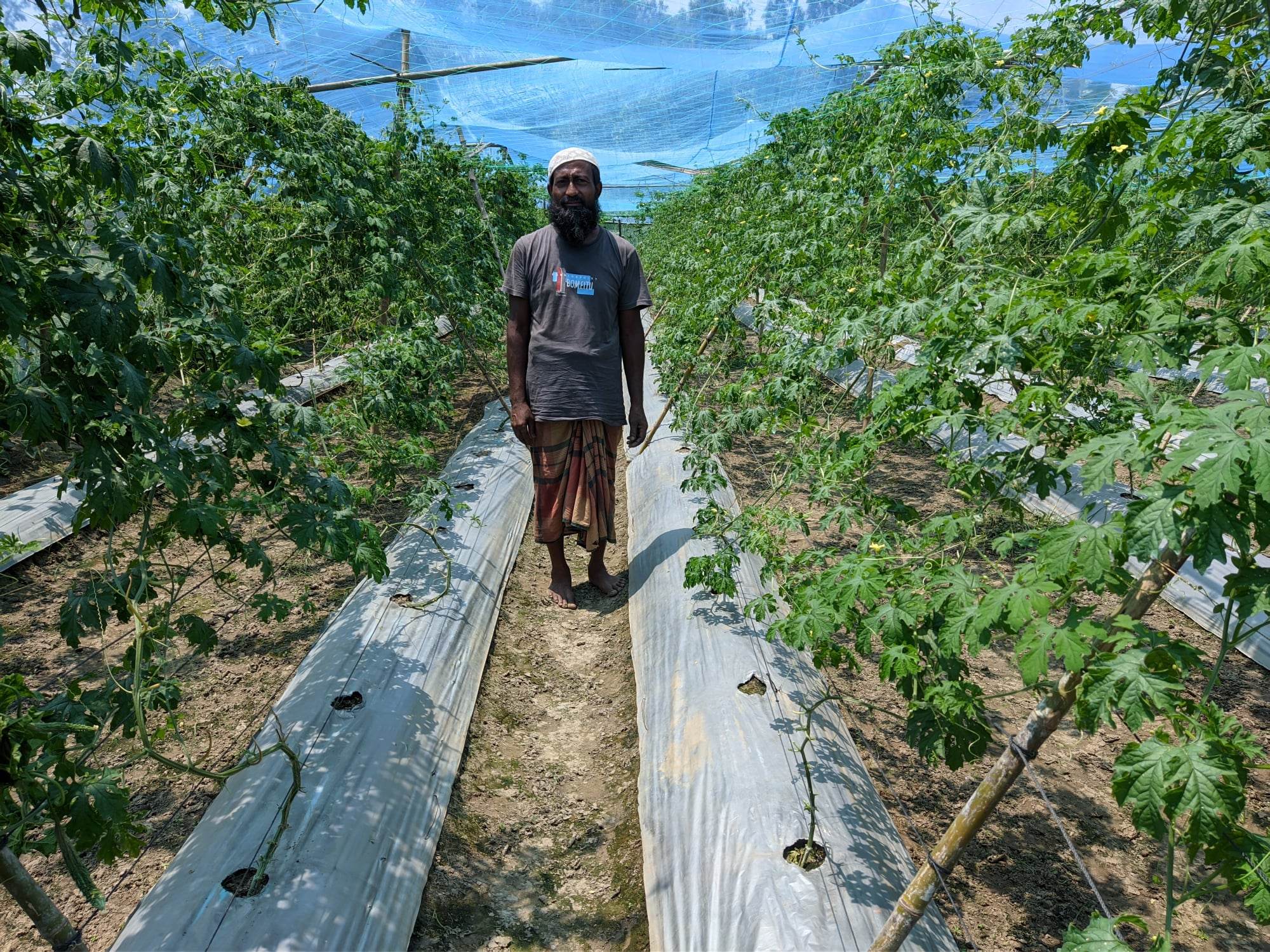 সব‌জি ফসল