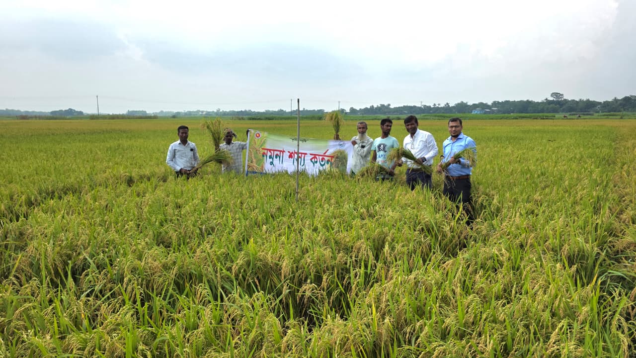 নমুনা শস্য কর্তন