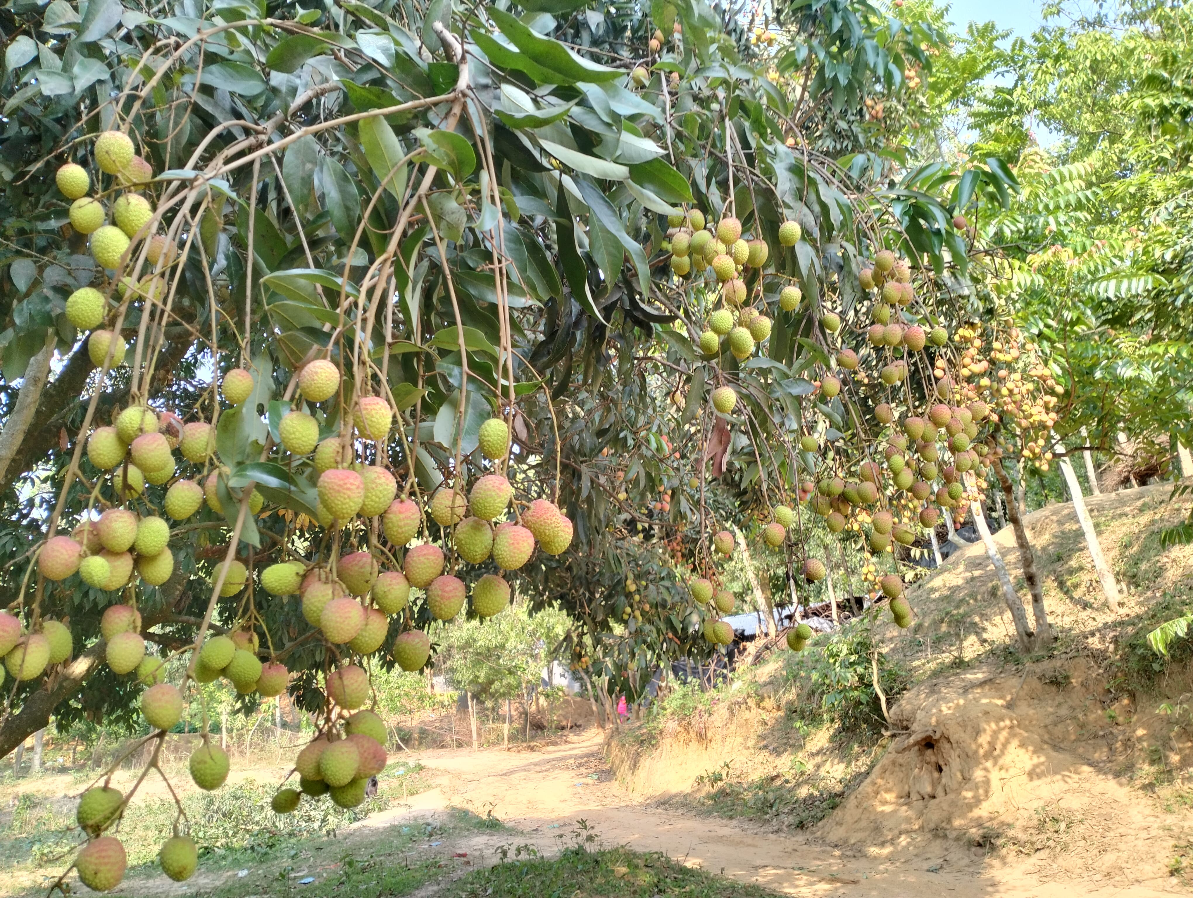 উপজেলা কৃষি অফিস, বাঁশখালী, চট্টগ্রামের ফটোগ্যালারি