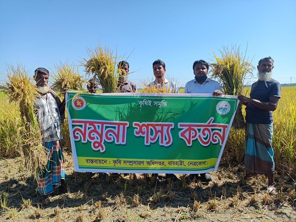 ধান কর্তন