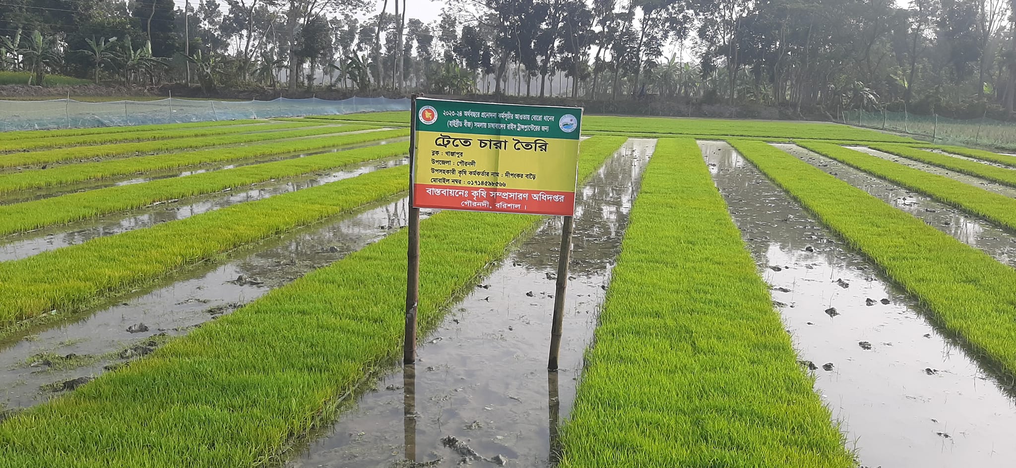 ট্রেতে চারা তৈরি