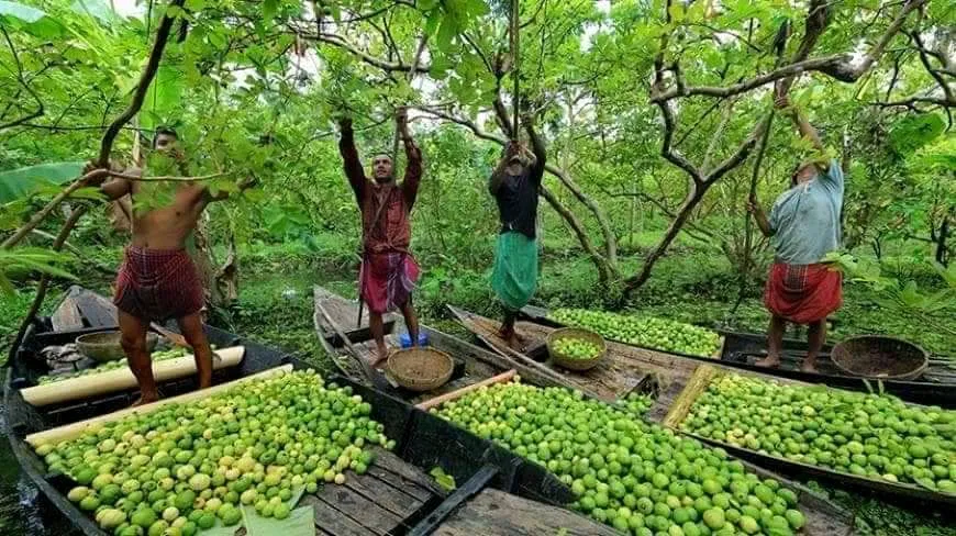 পেয়ারা বাগান,