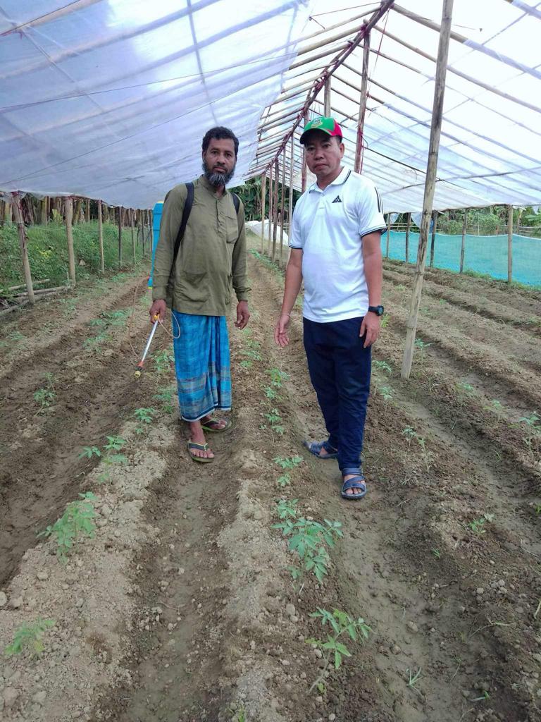 গ্রীষ্মকালীন টমেটো