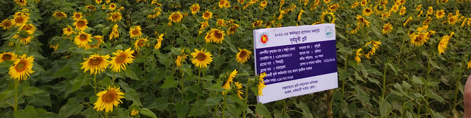 সূর্যমুখী প্রদর্শনী