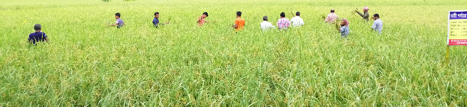 বাউফলের কৃষি