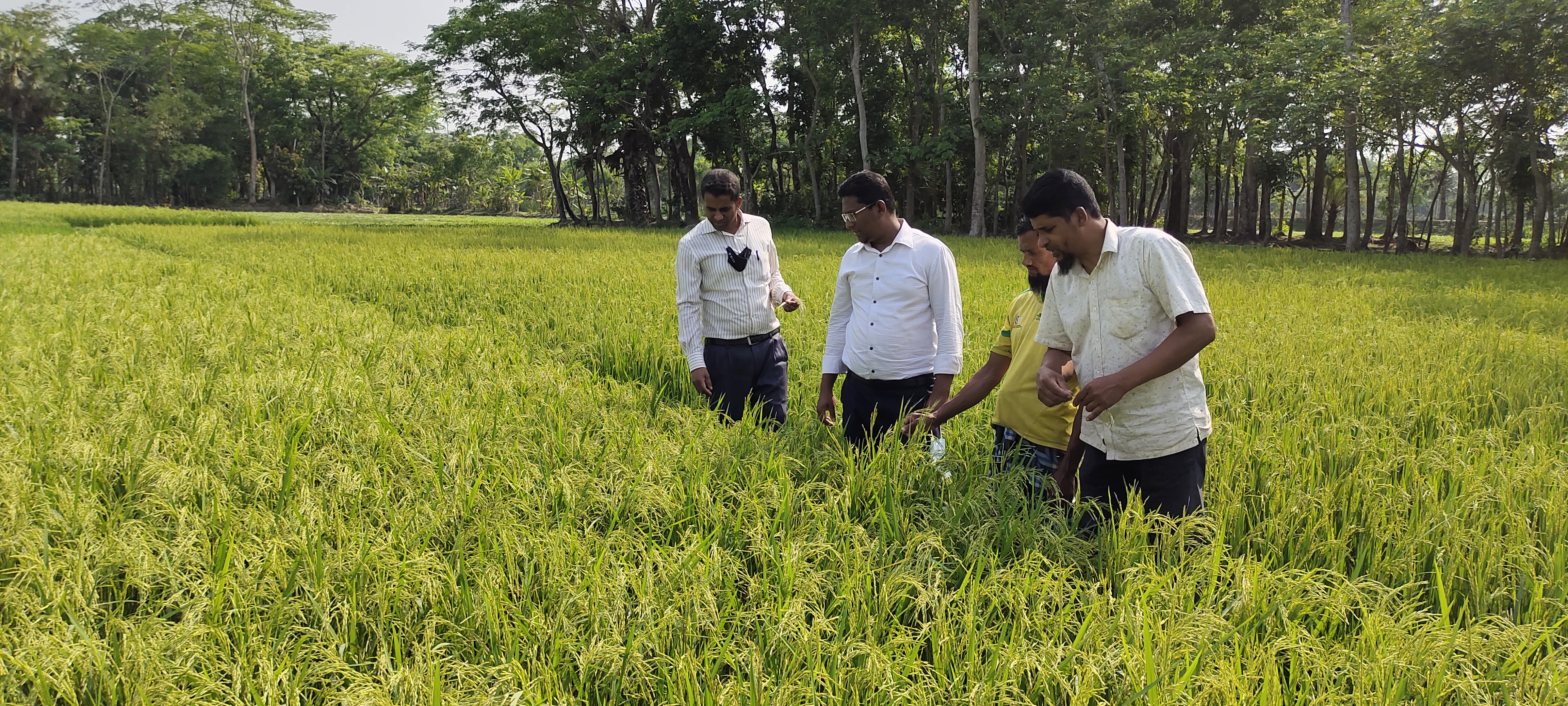 পরামর্শ প্রদান
