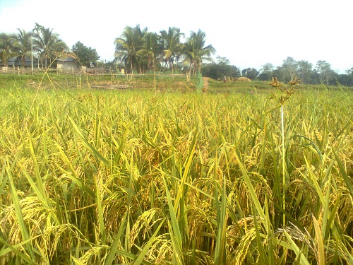 ই-সেবা কেন্দ্র, জেলা প্রশাসন