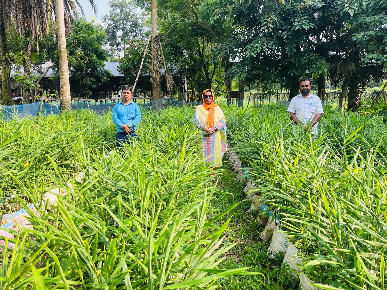 বস্তায় আদা চাষ