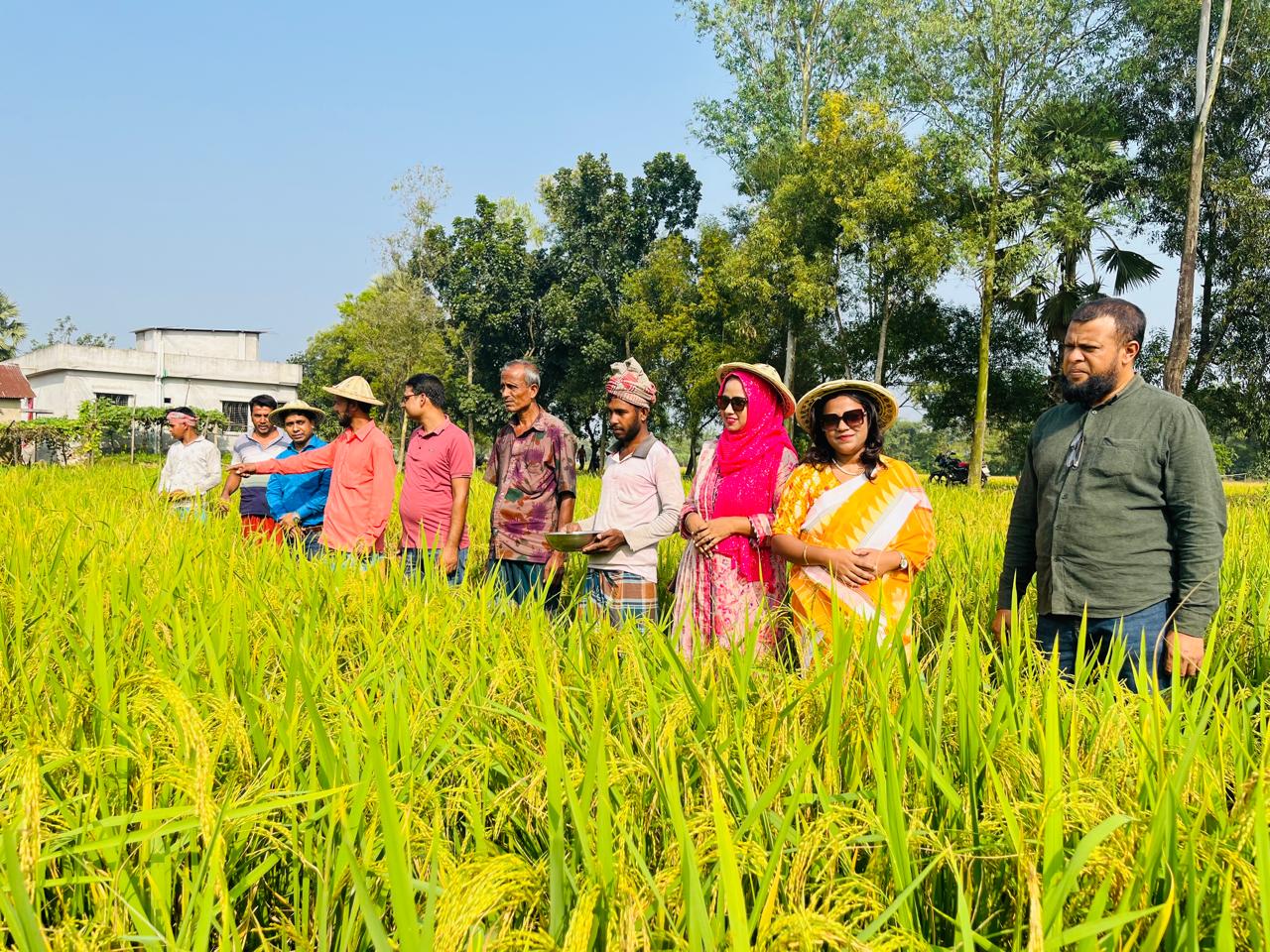 বিনা চাষে সরিষা আবাদ