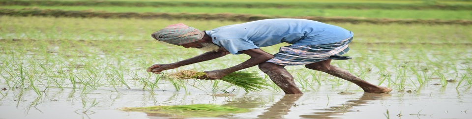কৃষি ও কৃষক