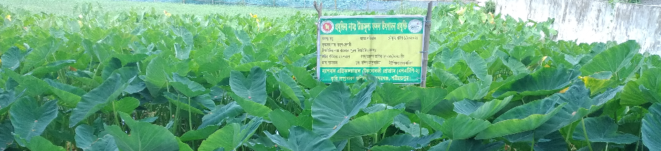কন্দার ফসল