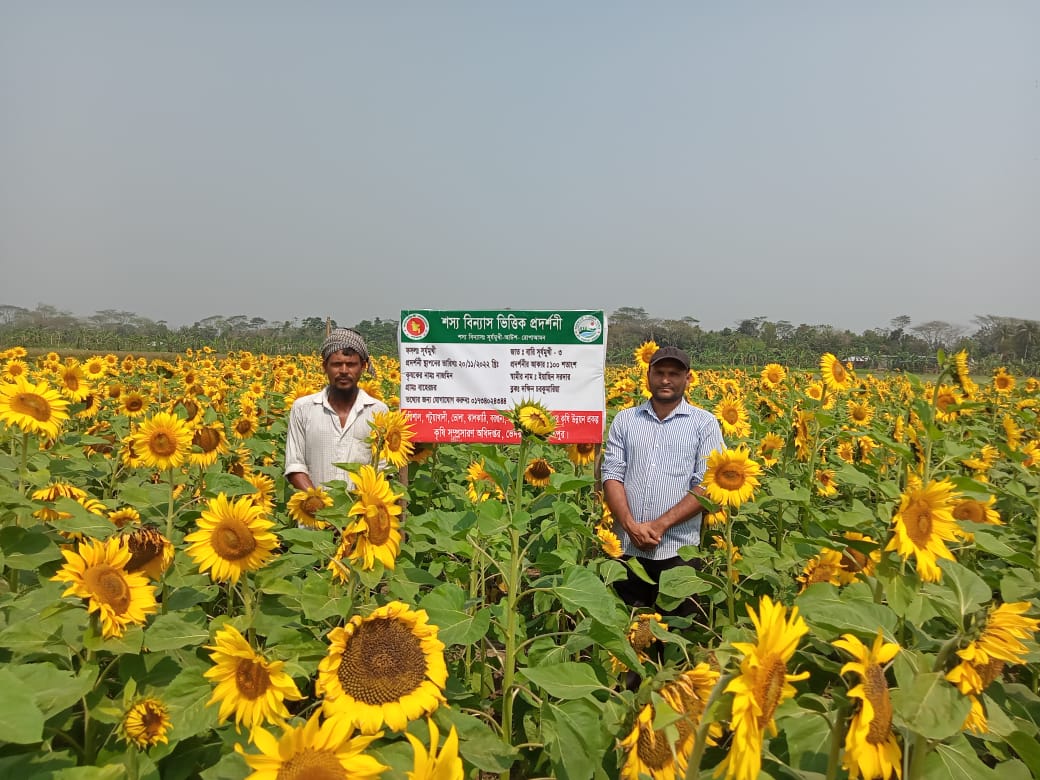 সূর্যমুখী প্রদর্শনী