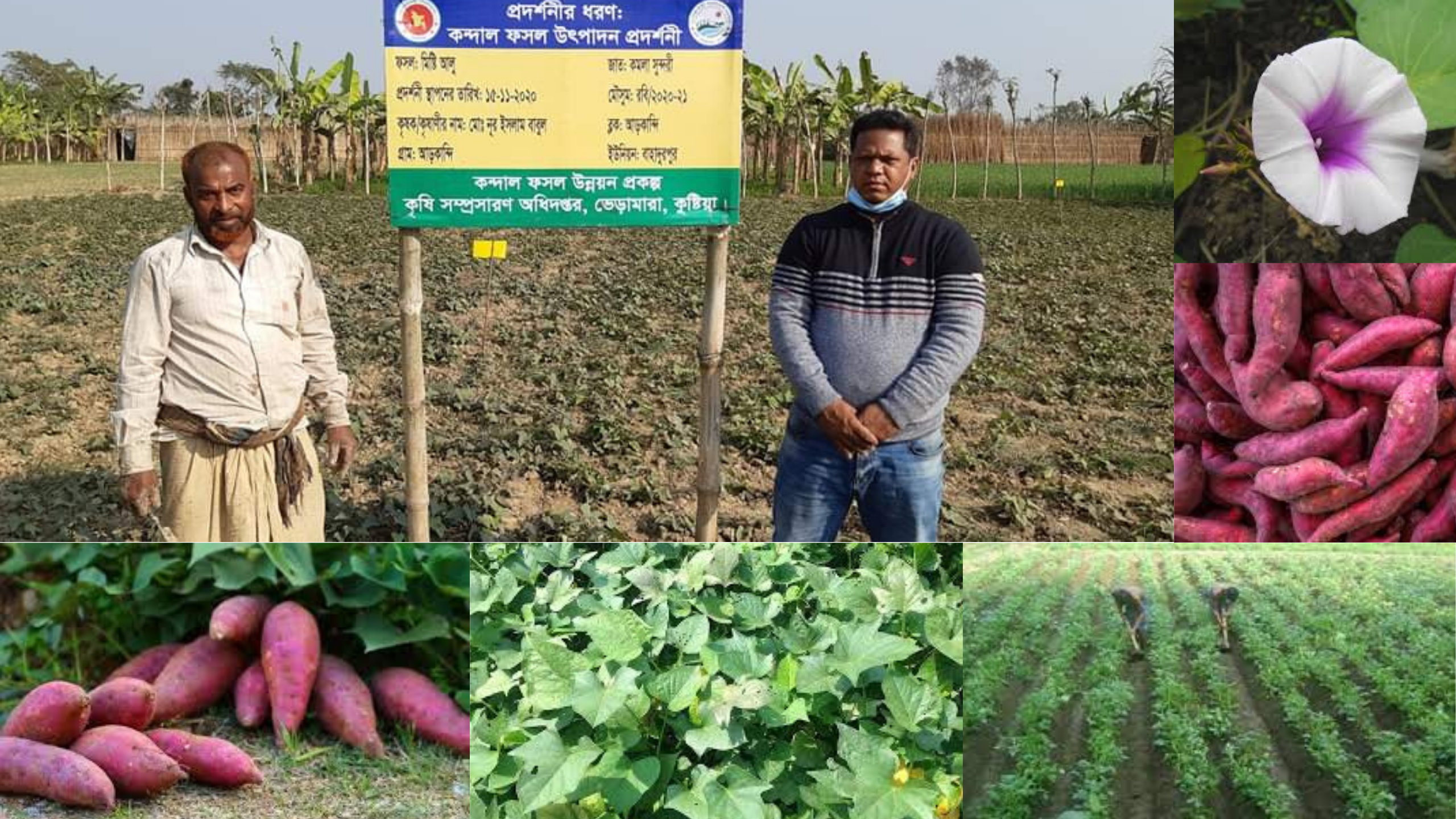 মিষ্টি আলু