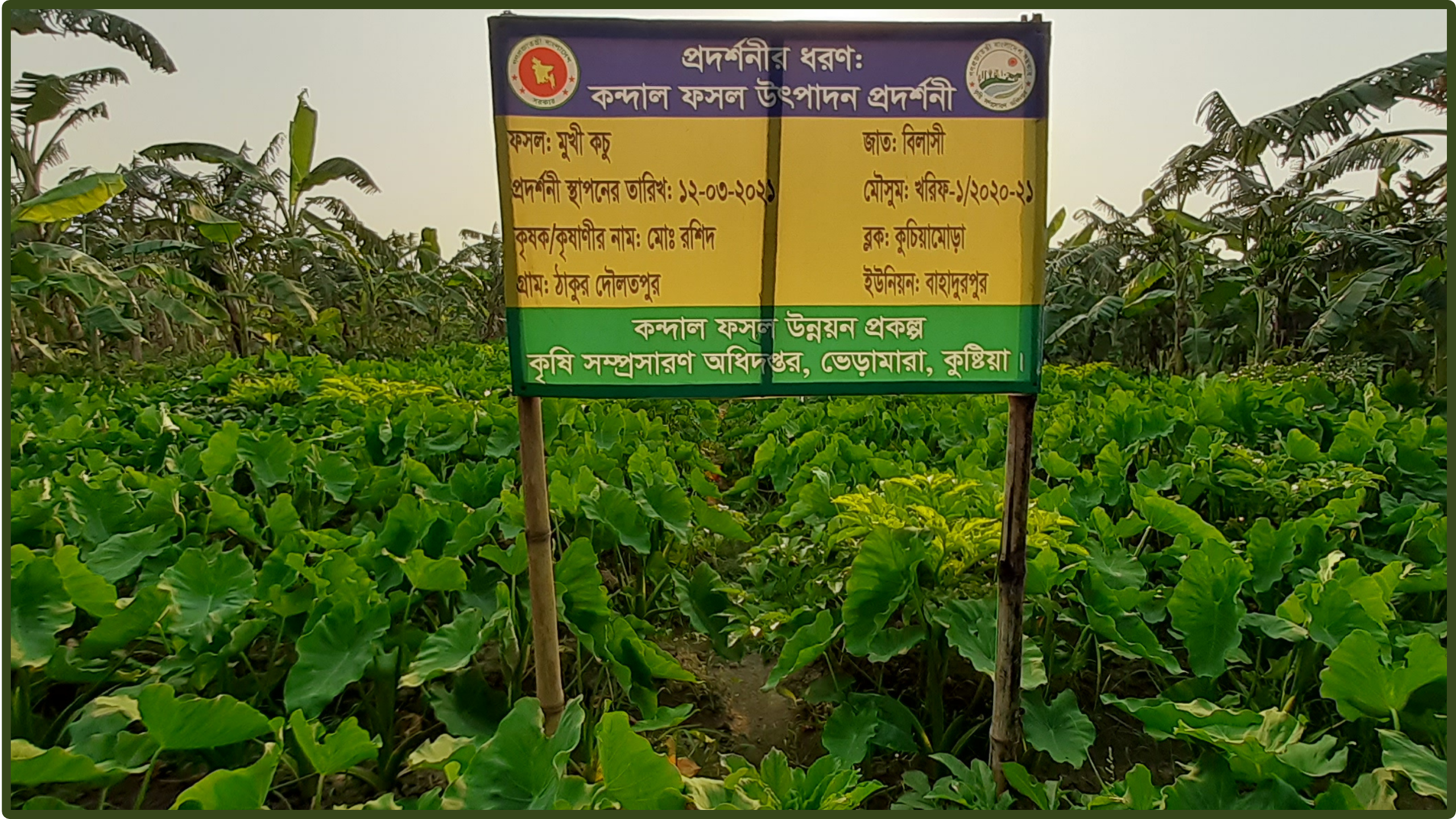 পানি কচু