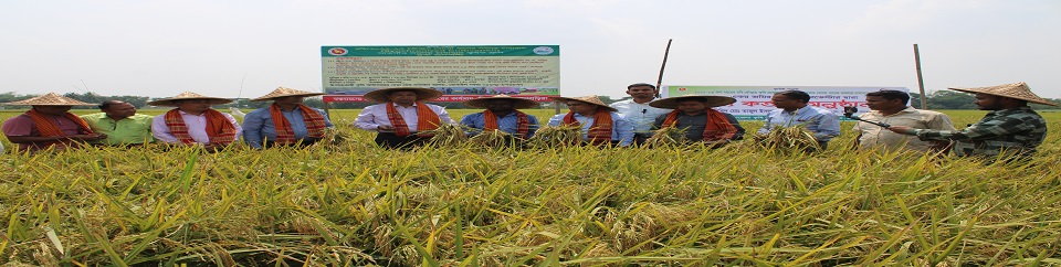 শস্য কর্তন