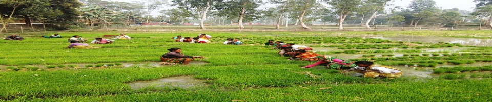 ধানের চারা