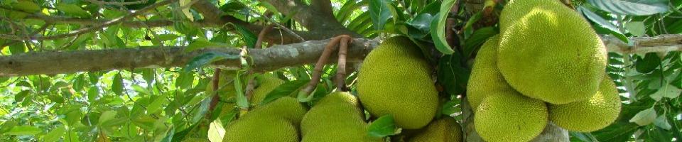 কাঁঠাল