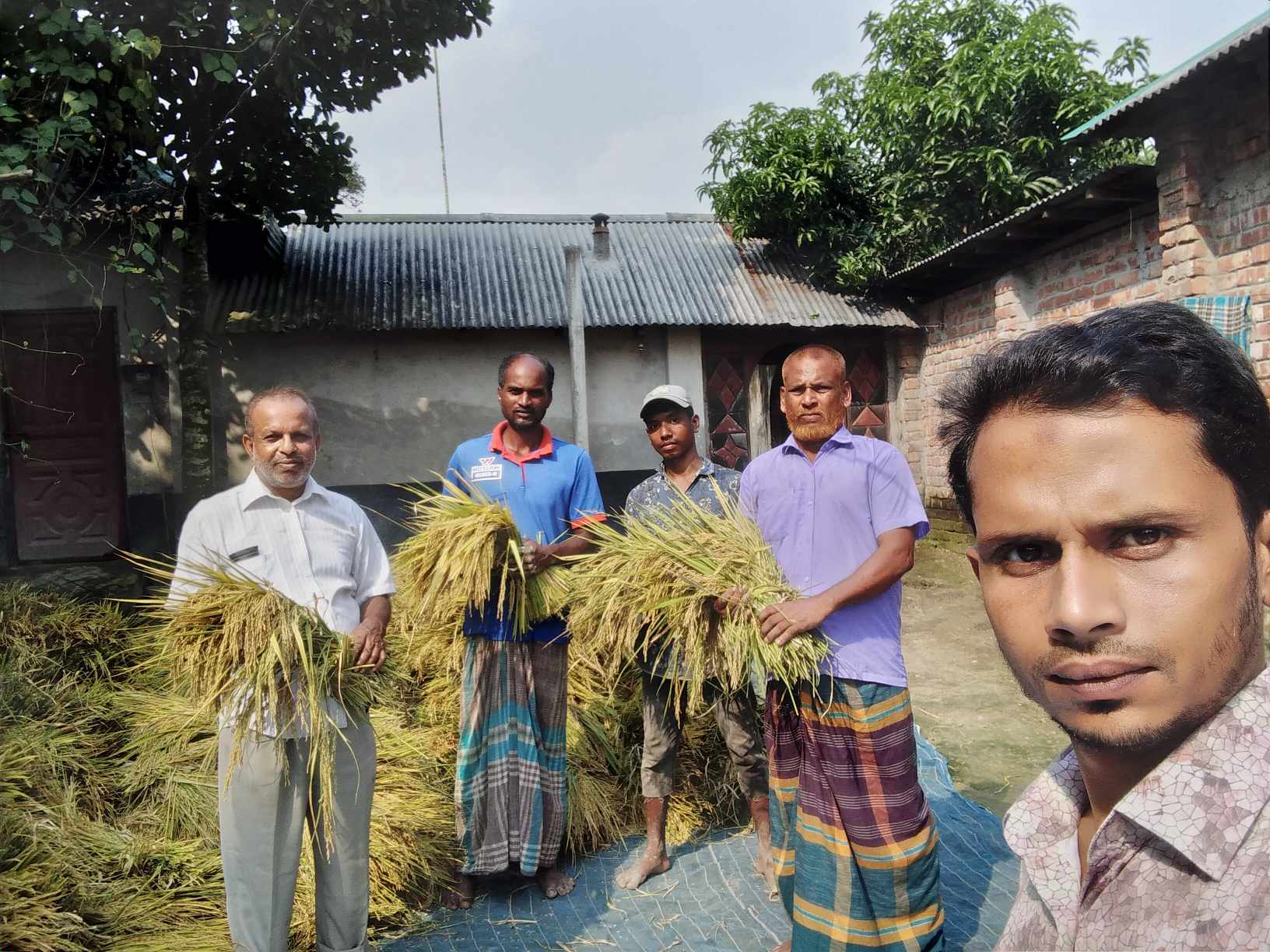 নমুনা শস্য কর্তন