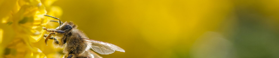 উপজেলা কৃষি অফিস, বিরল