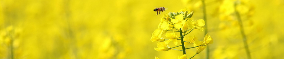 উপজেলা কৃষি অফিসারের কার্যালয়, বিরল
