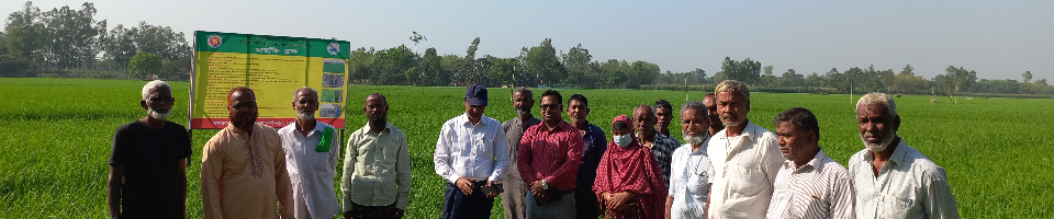 সমলয় বোরো পরিদর্শন