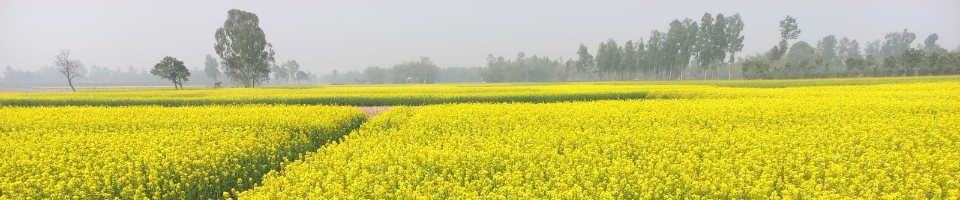 প্রণোদনা সরিষা