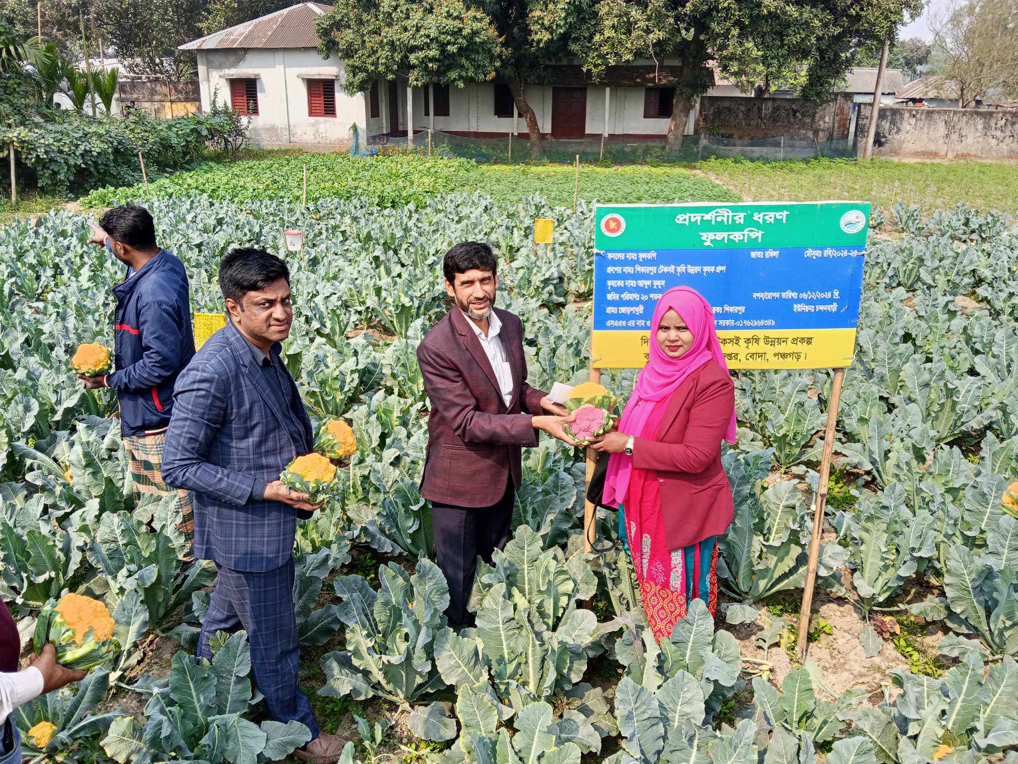হলুদ ফুলকপি প্রদর্শনী