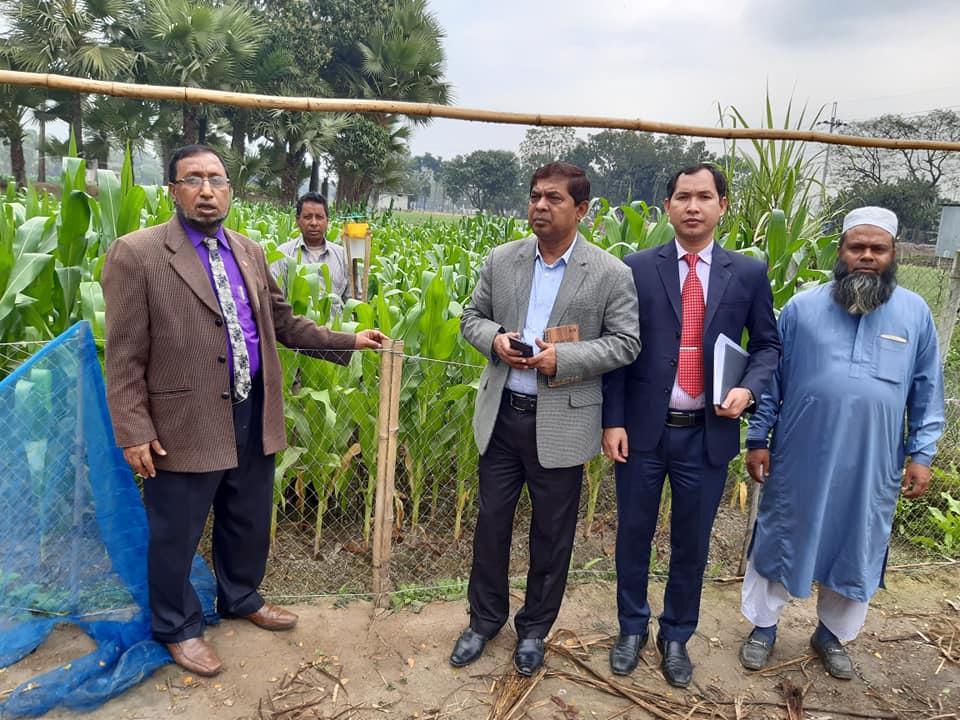 আদমদিঘী উপজেলায় ভূট্টা ফসলের ক্ষেত পরিদর্শন করেন অতিরিক্ত পরিচালক মহোদয়