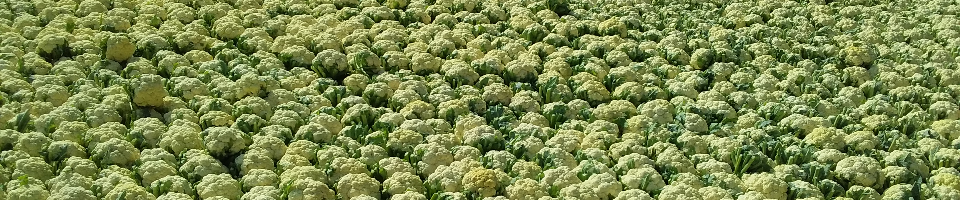 শীতকালীন সব্জী ফুলকপি