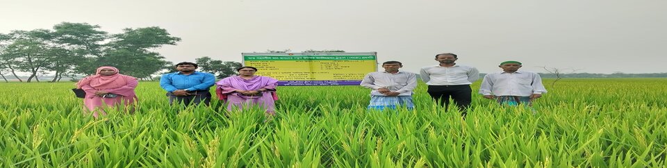 ঘাত সহনশীল ধানের নতুন জাত প্রদর্শনী