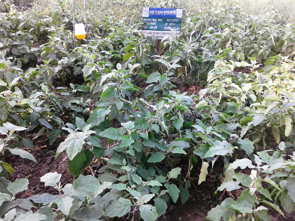 বেগুন ক্ষেতে সেক্স ফেরোসন ব্যবহার