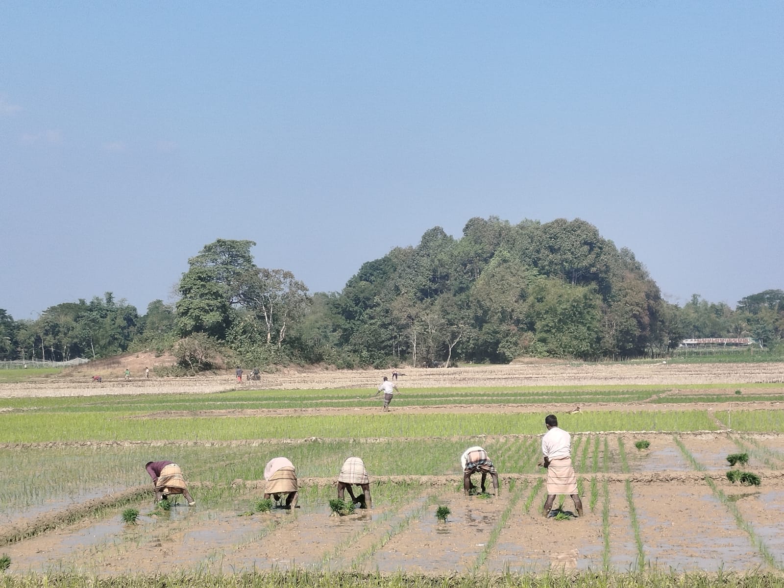 বোরো ধান রোপণ