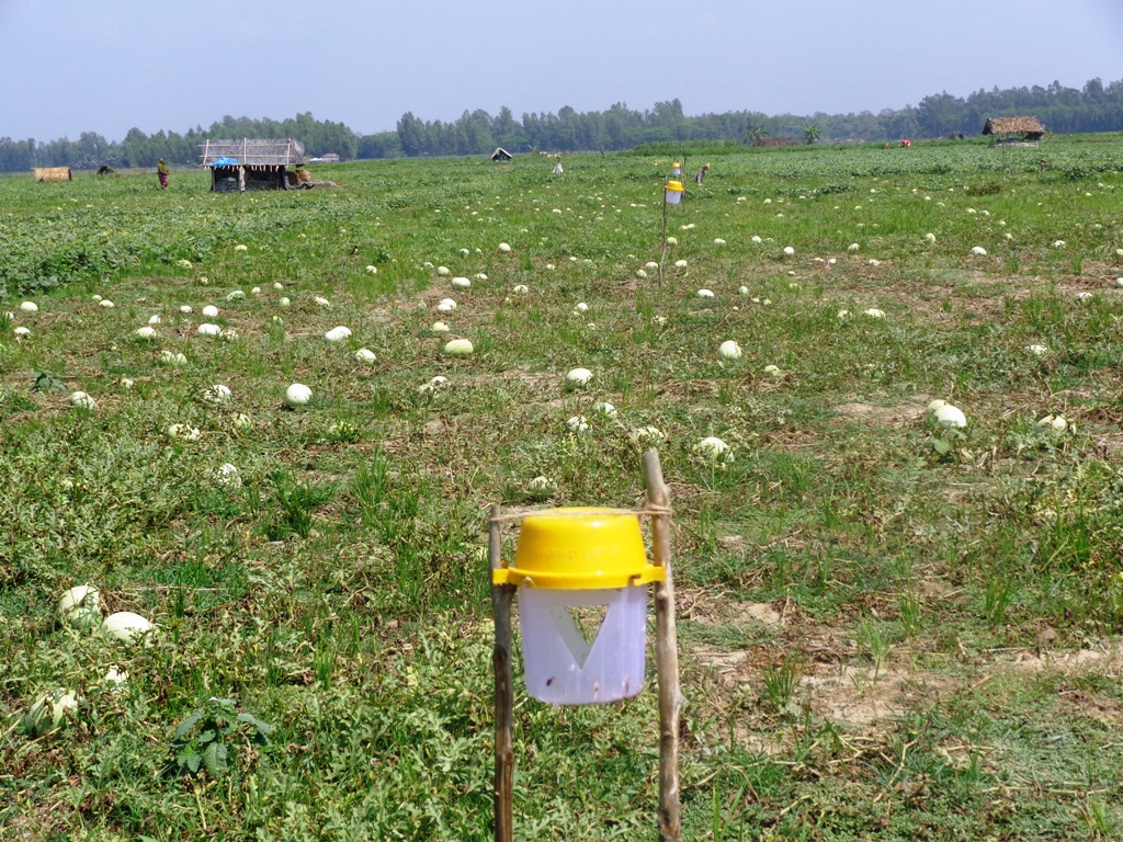 তরমুজ ক্ষেতে সেক্স ফেরোসন ব্যবহার