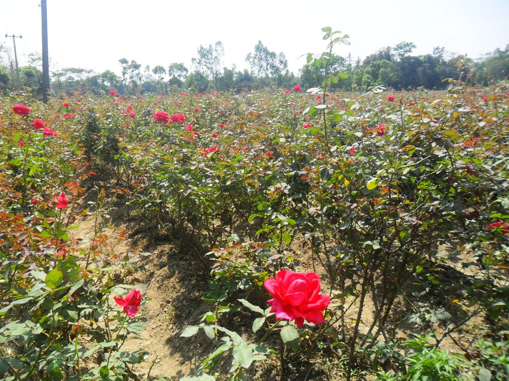 চকরিয়া তে গোলাপ চাষ
