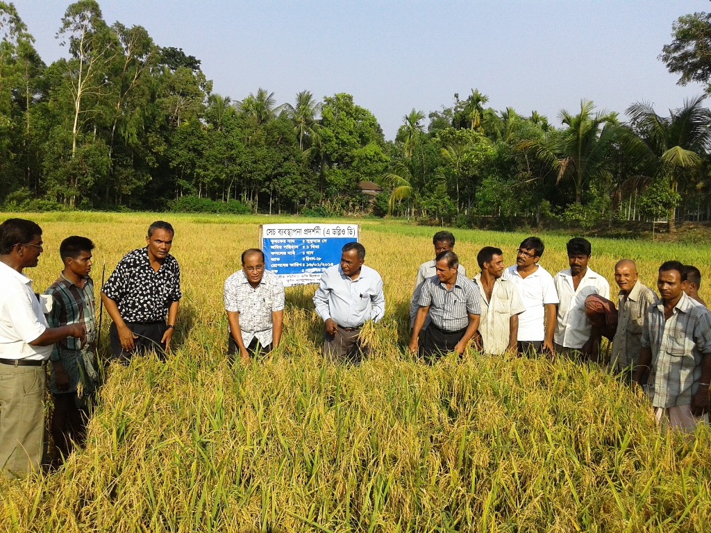 পূর্বাঞ্চলীয় সমন্বিত কৃষি উন্নয়ন (2য় পর্যায়) প্রকল্প এর প্রদর্শনীর শস্য কর্তন