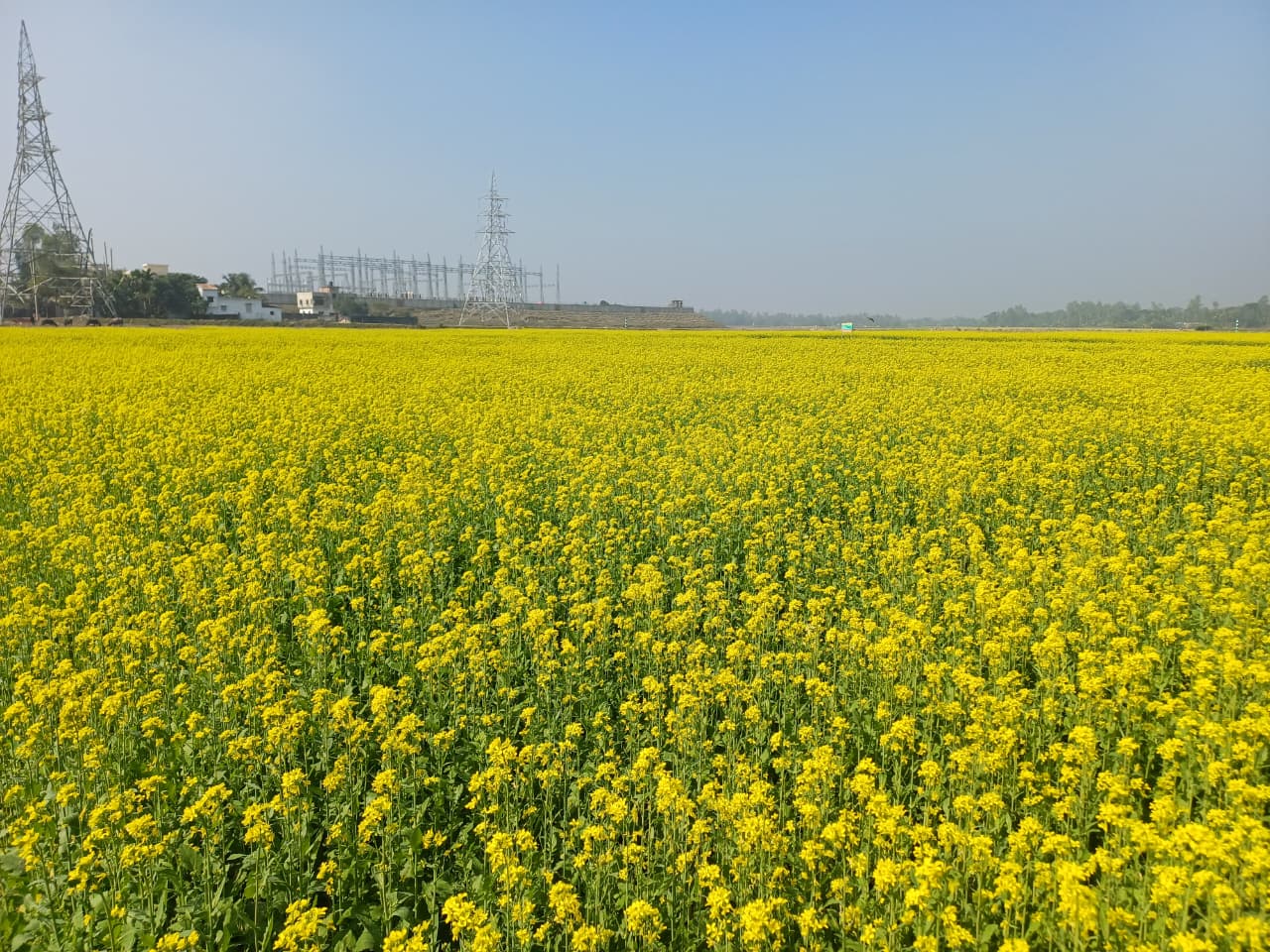 সরিষা আবাদ