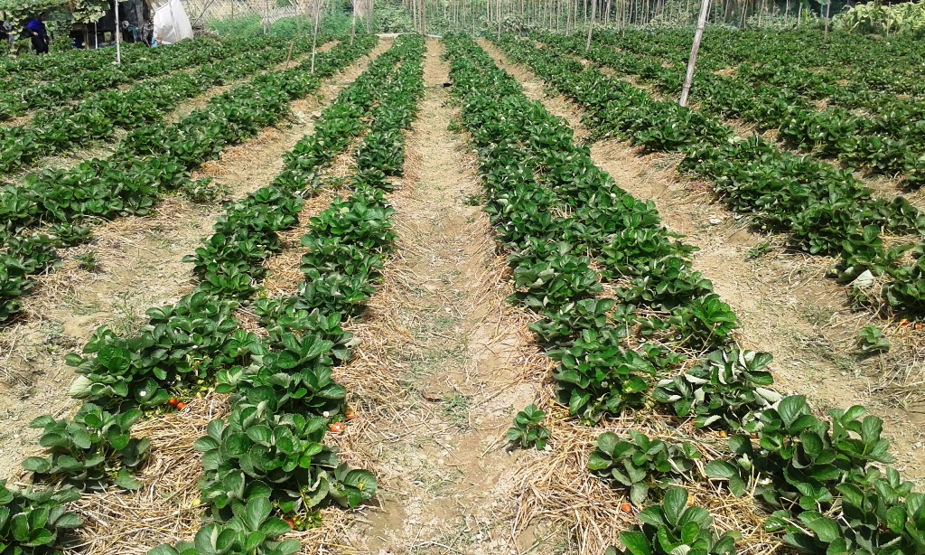 চকরিয়া তে ষ্ট্রবেরী চাষ