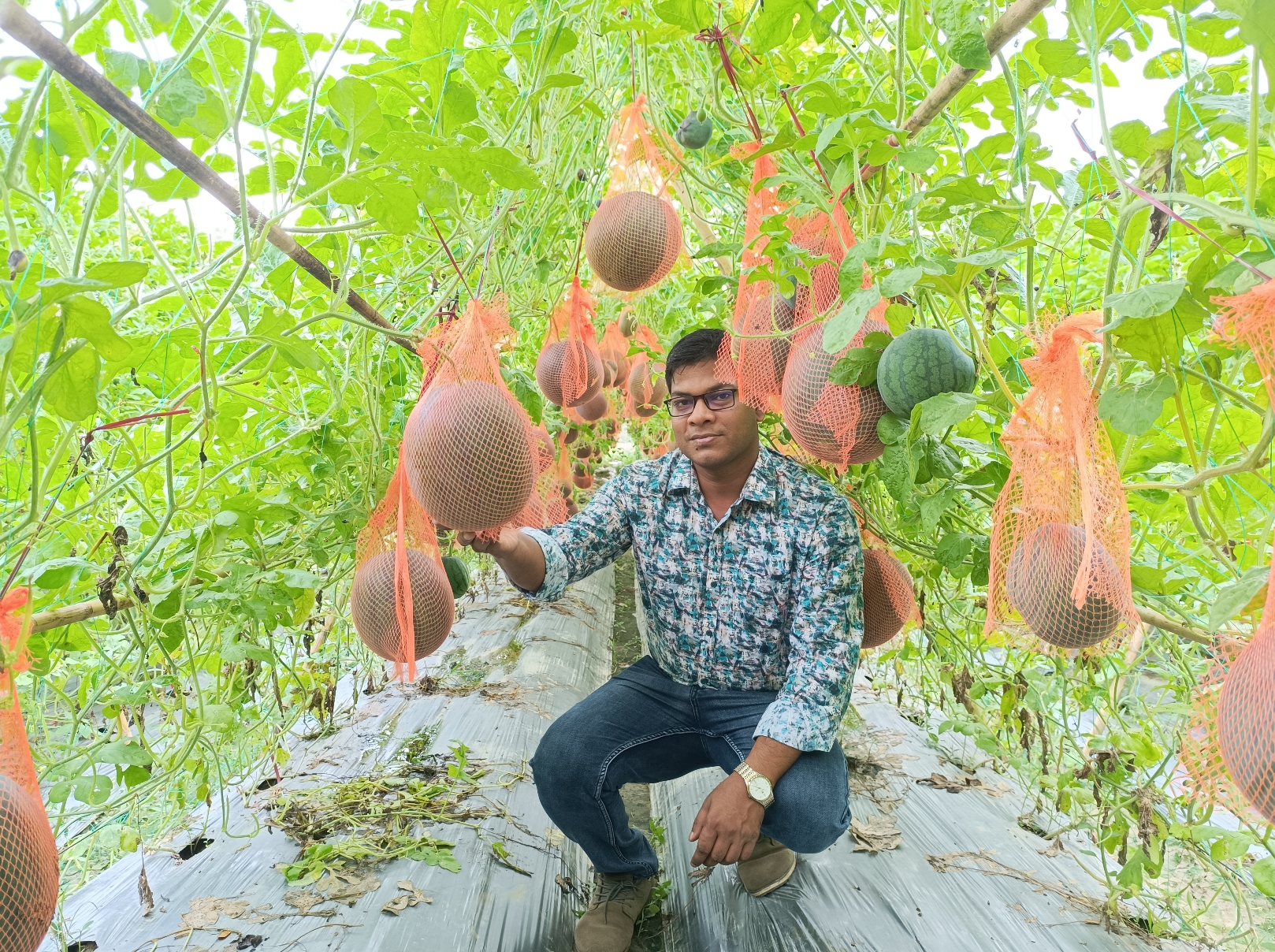 তরমুজ প্রদর্শনী