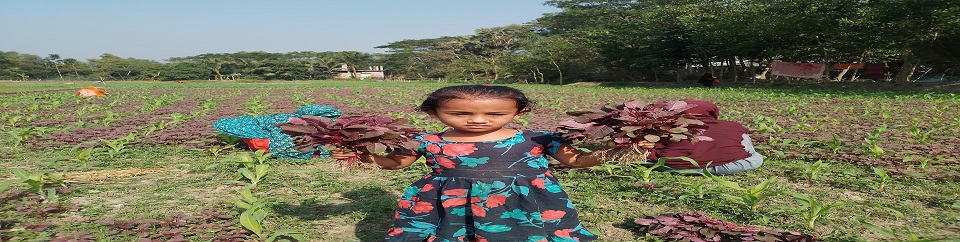 ভুট্টার জমিতে সাথী ফসল হিসেবে লাল শাক আবাদ