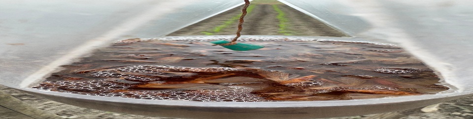 স্পোডো লিউর ব্যবহার করে ফল আর্ওর্ম পোকা দমন