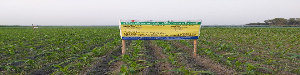 আইপিএম কৌশলের মাধ্যমে স্থাপিত ক্লাস্টার ভুট্টা প্রদর্নী