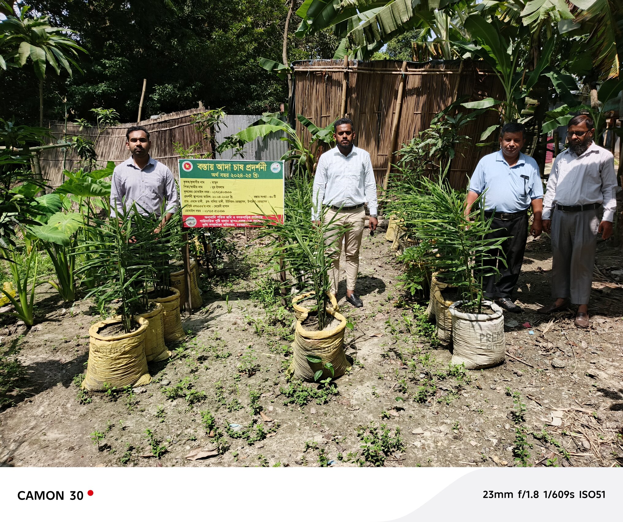 বস্তায় আদা চাষ