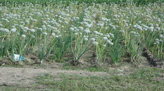 উন্নত মানের ফসল উৎপাদনে ব্যবহৃত বিভিন্ন প্রযুক্তি।