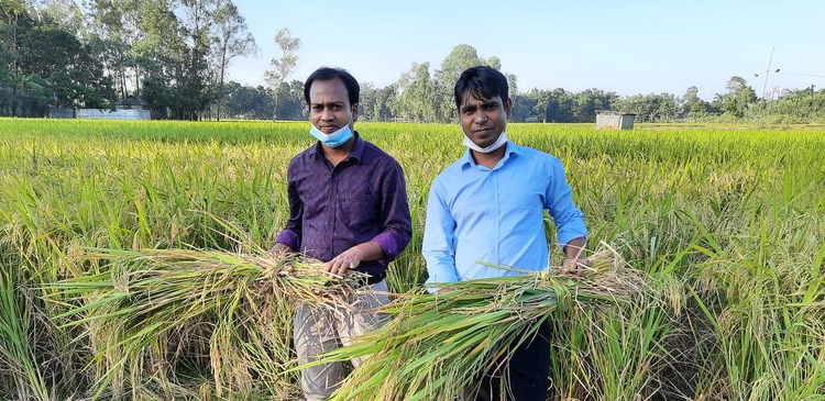 নমুনা শস্য কর্তন