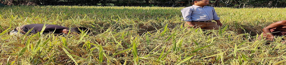 উপজেলা কৃষি অফিসার