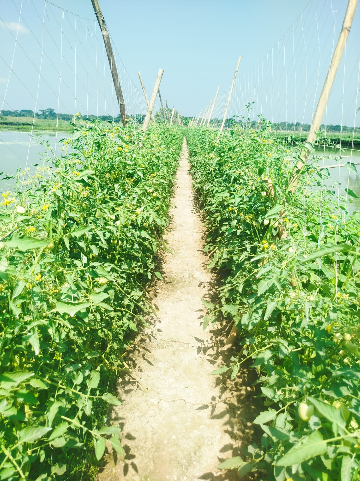 ঘেরের আইলে টমেটো